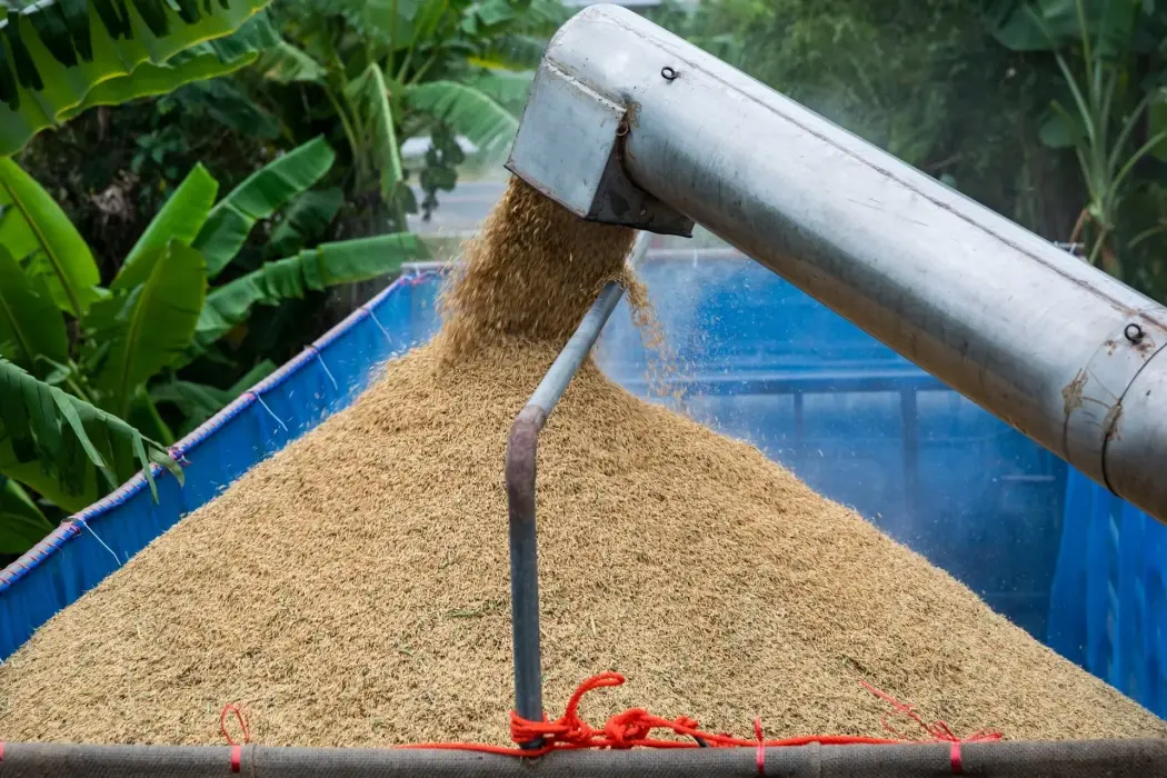 Philippines tìm cách giảm sự phụ thuộc gạo của Việt Nam