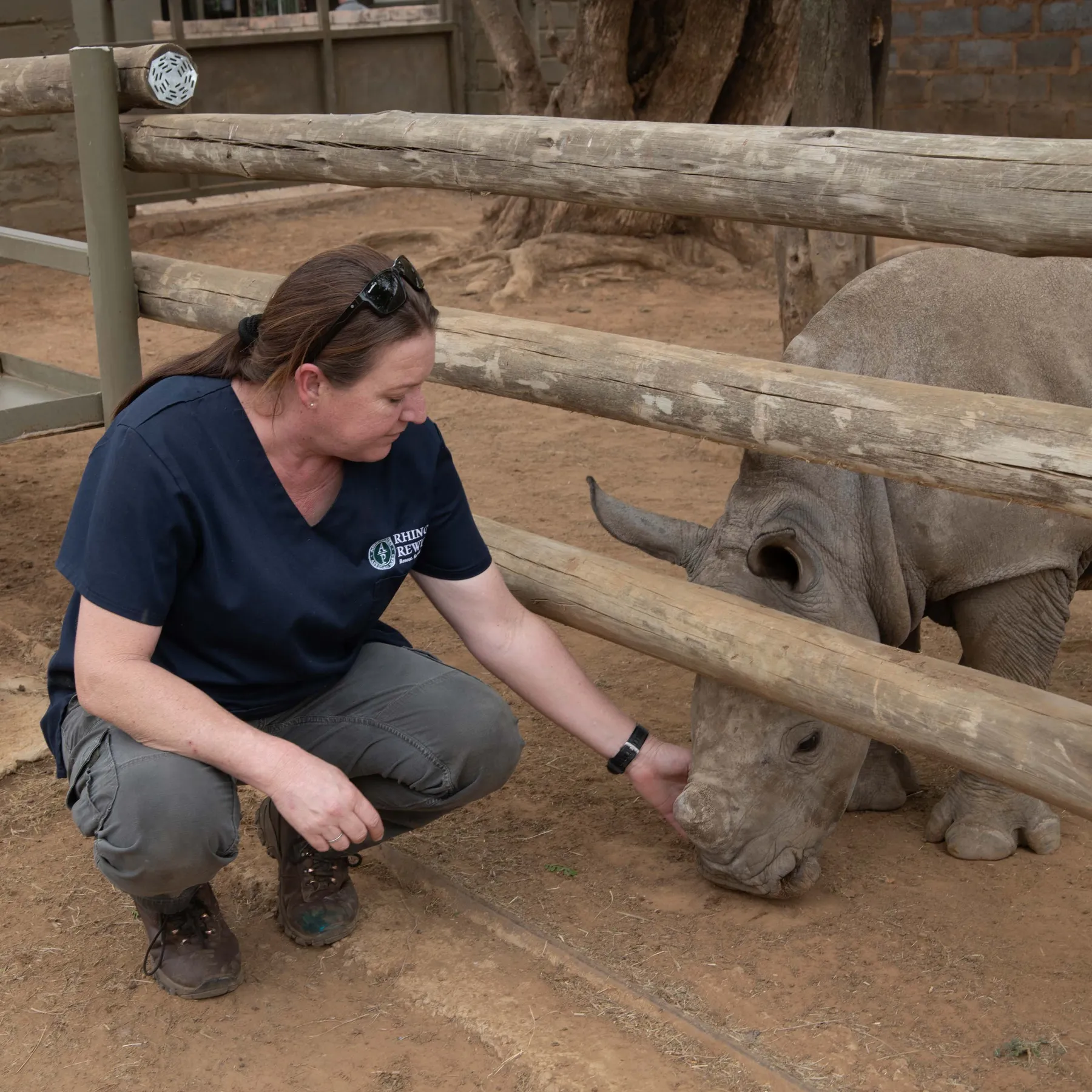 Andreone rhino Jodi Bieber for Bloomberg