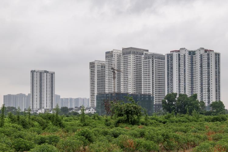 Hình ảnh: Nguyễn Hoàng Việt