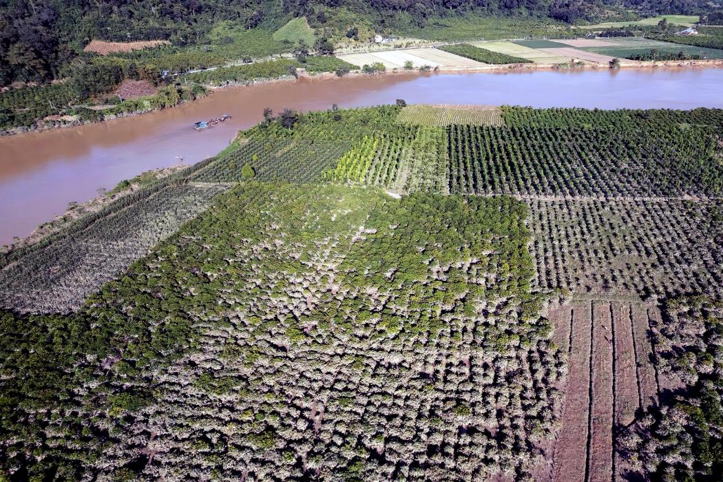 Một vườn cà phê ven sông Krông Nô thuộc xã Quảng Phú, tỉnh Lâm Đồng sau khi lũ rút. Hình ảnh: Hưng Thịnh – TTXVN 