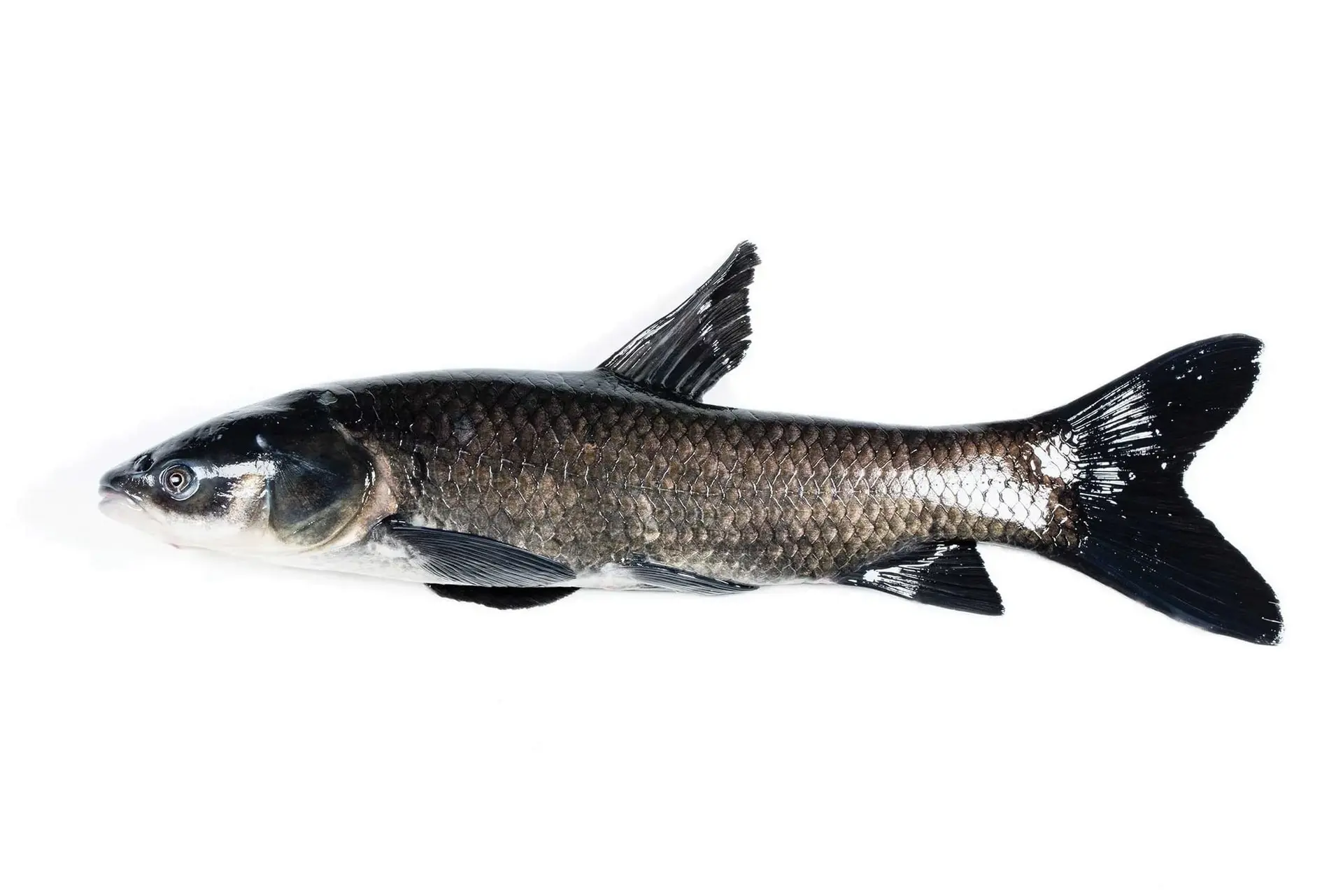 carp
