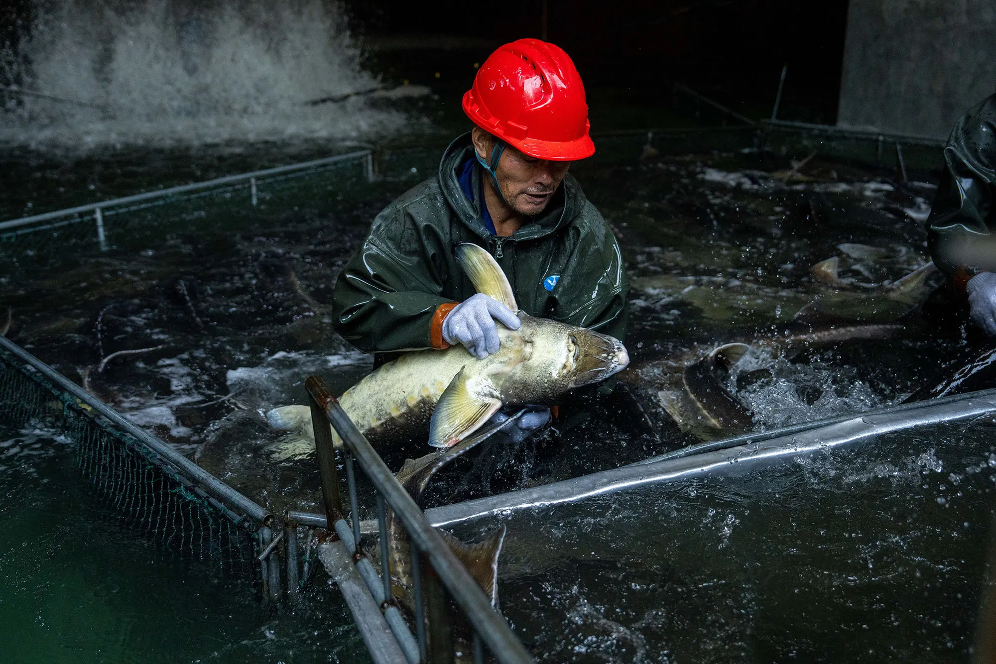Chinese Caviar 01