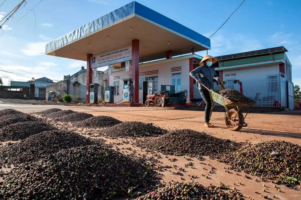 Giá cà phê bật tăng mạnh