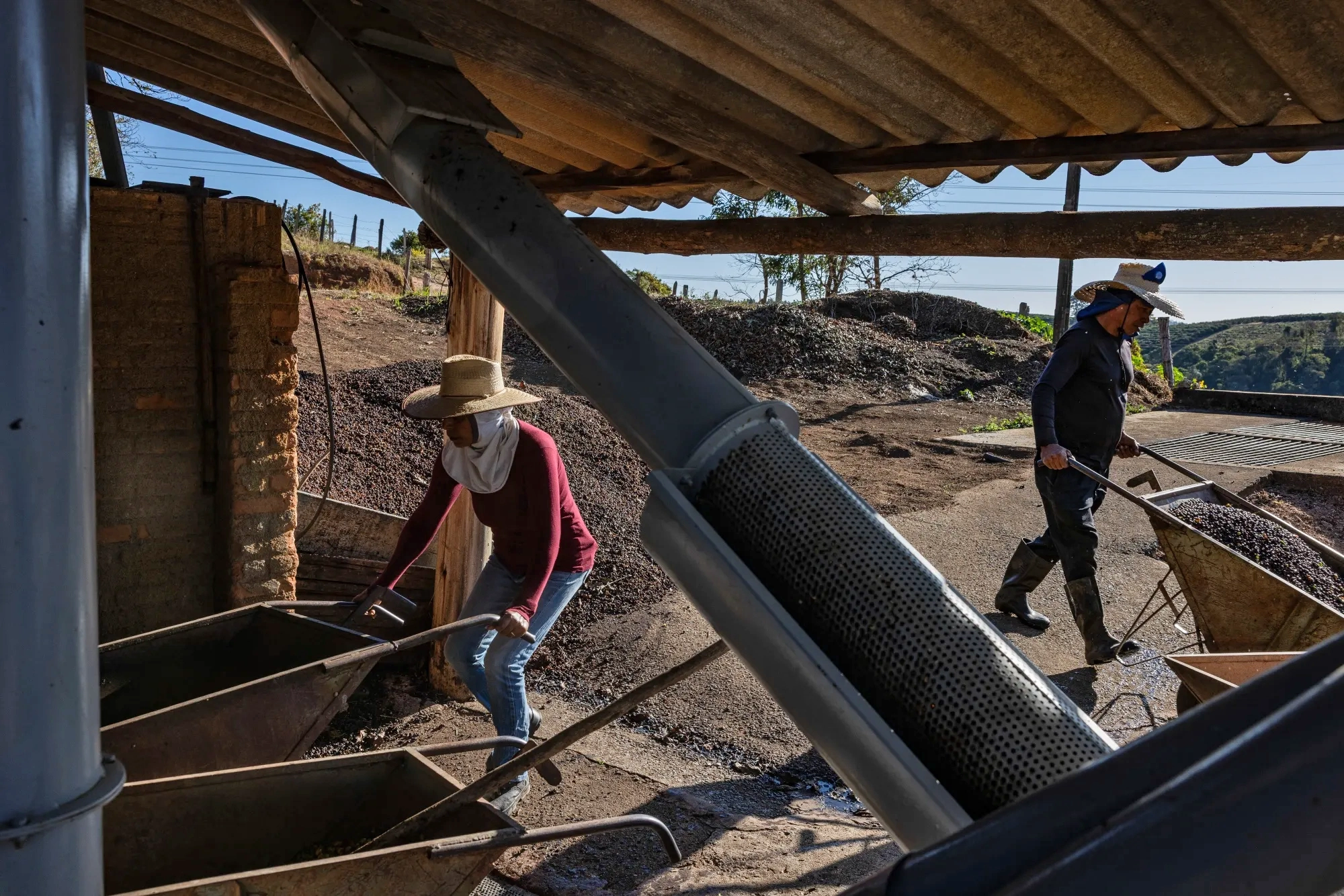 Coffee harvest in Brazil_Victor Moriyama_Bloomberg