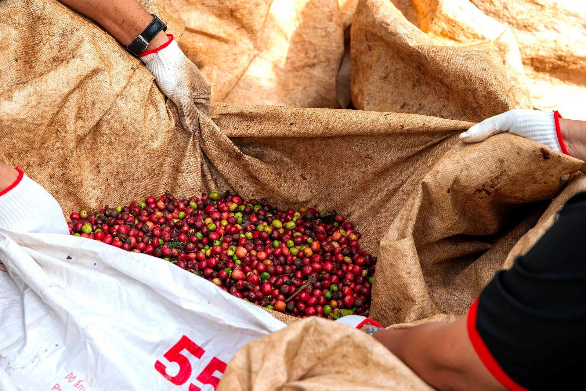 Hình ảnh: Maika Elan