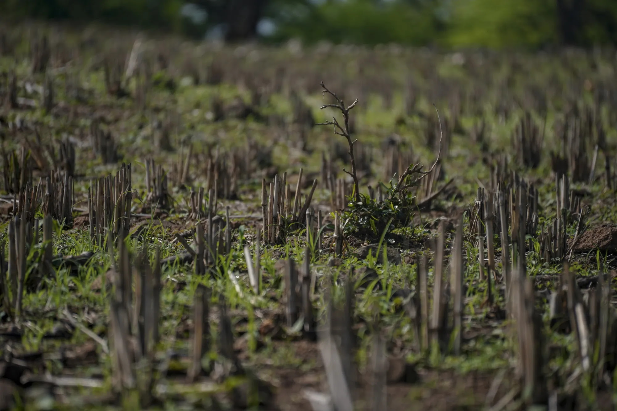 Dead corn plants