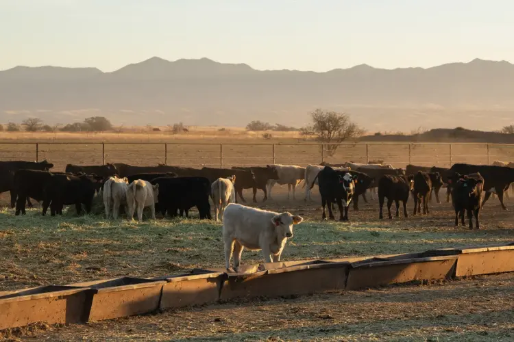 Đàn bò tại một trang trại ở bang Arizona, Mỹ. Hình ảnh: Rebecca Noble/Bloomberg