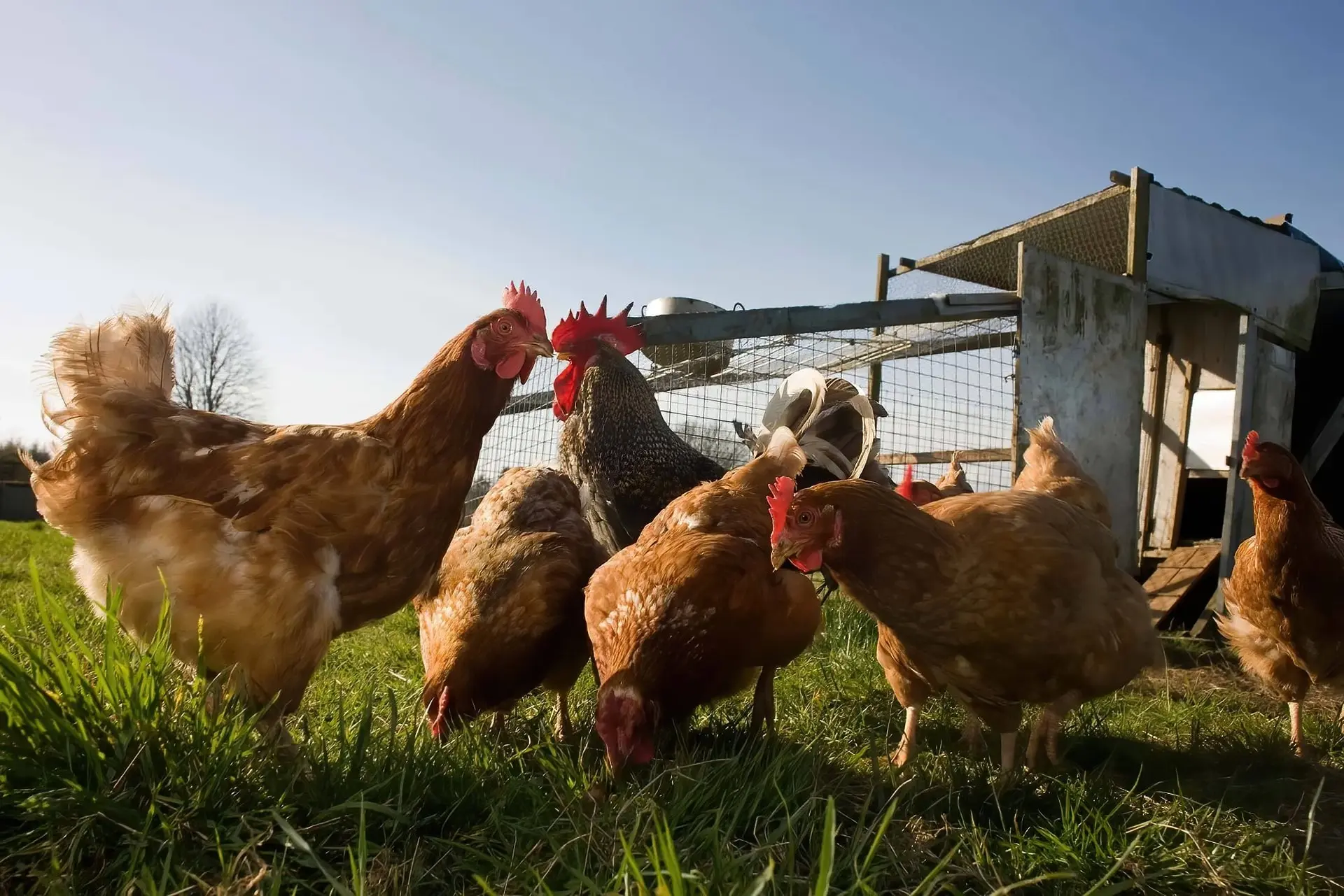 hen-farm-02-1