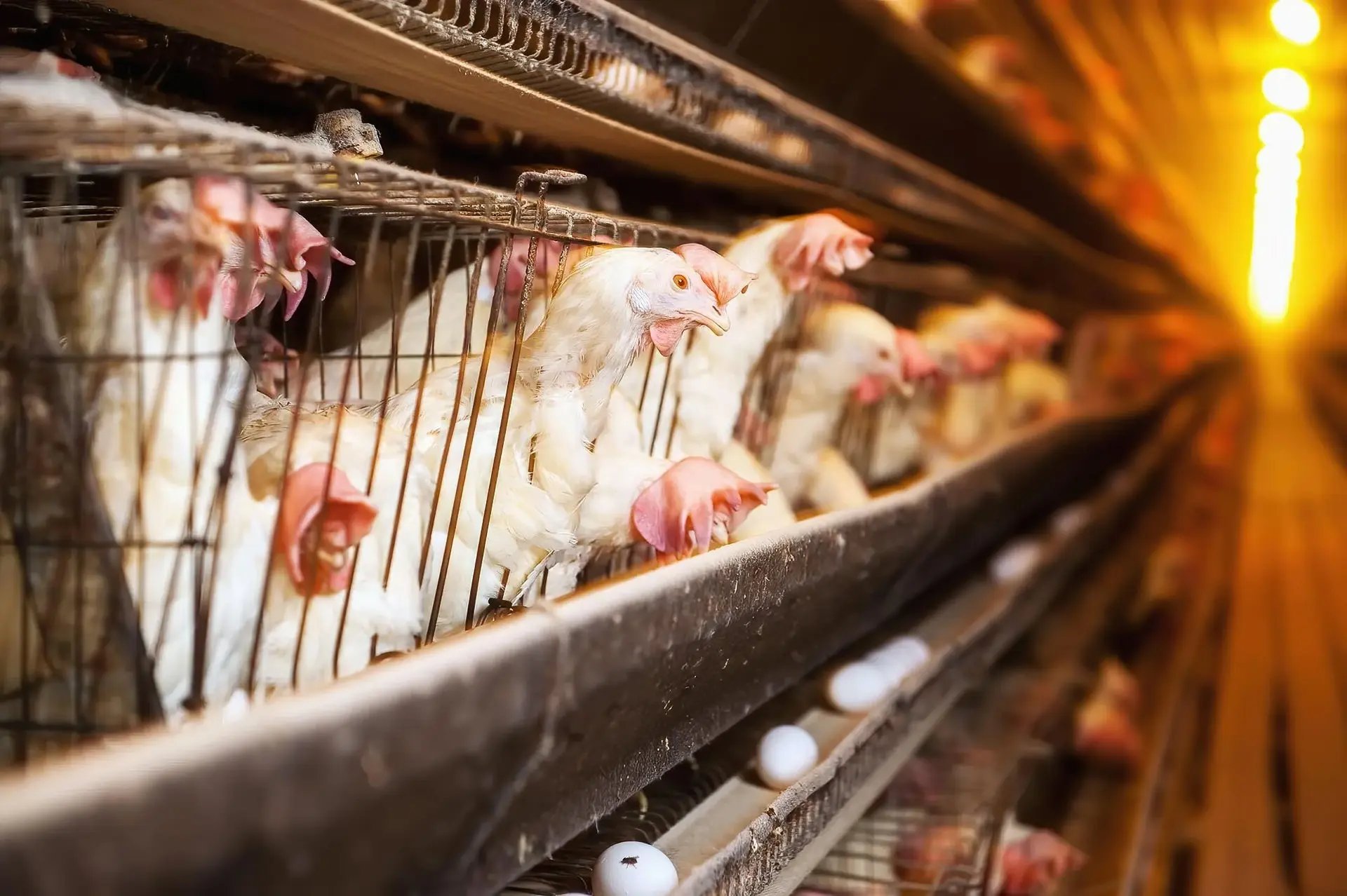 hen-farm