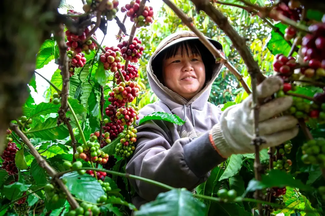 Việt Nam chuẩn bị thu hoạch vụ cà phê lớn nhất bốn năm qua