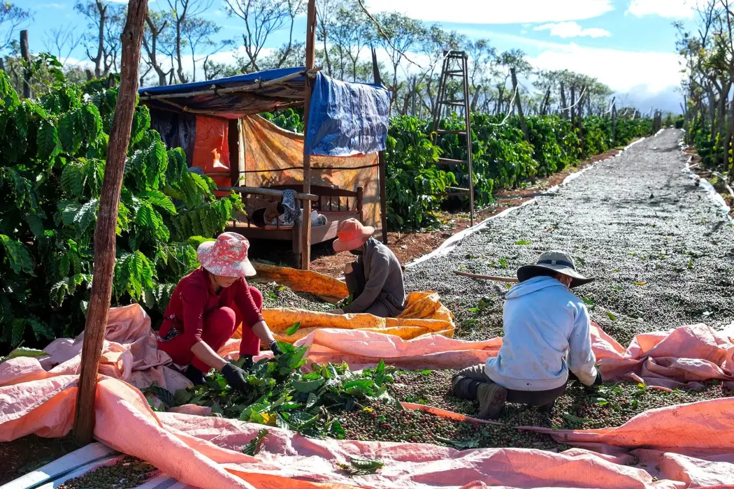 Thu hoạch cà phê tại Pleiku. Hình ảnh: Maika Elan 
