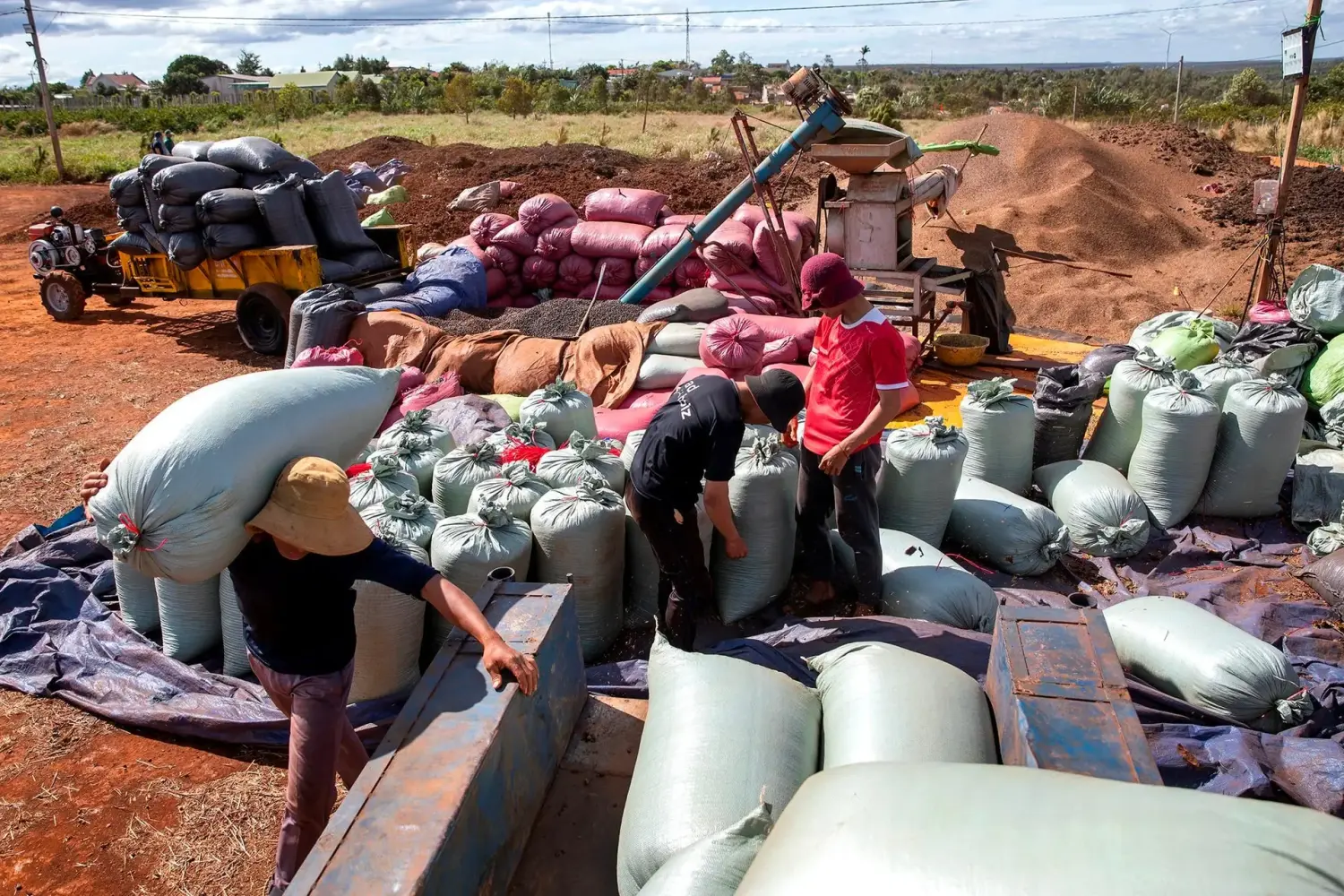 Giá cà phê giảm vì nguồn cung Việt Nam dồi dào và tiền Brazil suy yếu