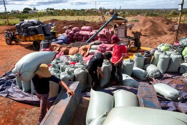 Giá cà phê giảm vì nguồn cung Việt Nam dồi dào và tiền Brazil suy yếu