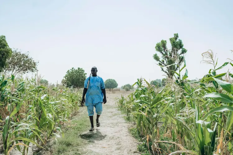 Habibi Ibrahim trên ruộng bắp ở Bắc Nigeria. Ảnh: Moha Sheikh chụp cho  Bloomberg Businessweek