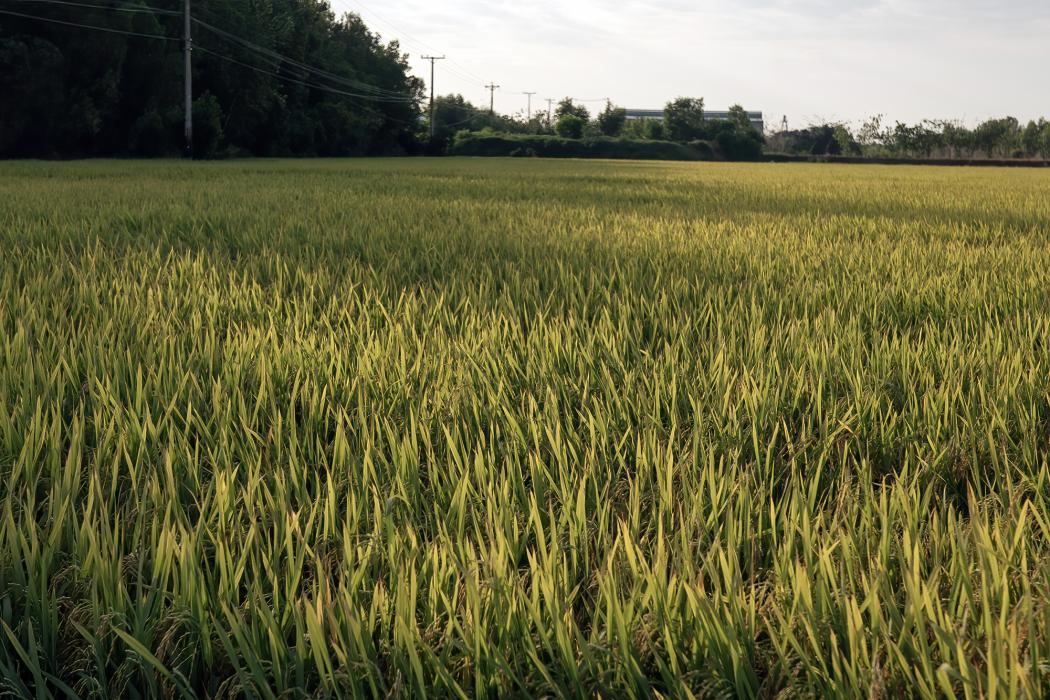 Có thể nâng mức hỗ trợ phí bảo hiểm nông nghiệp lên tới 95% cho hộ nghèo