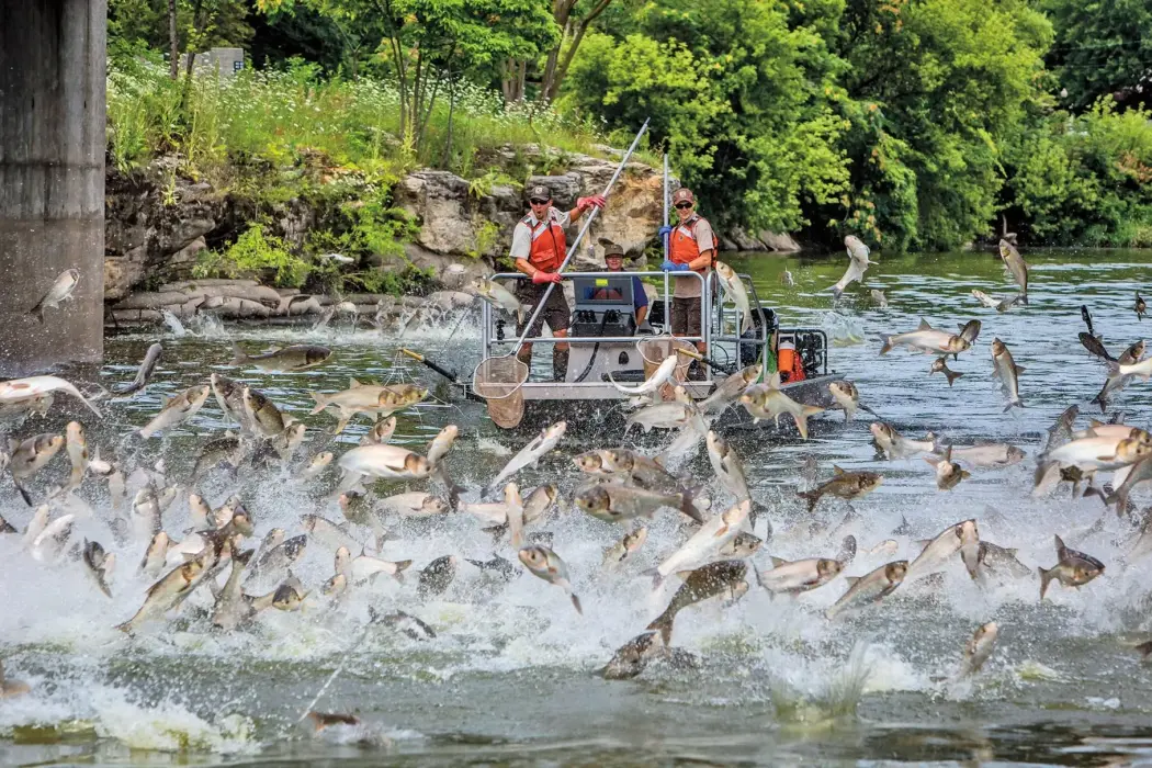 Cá chép nhảy trên sông Fox.  Hình ảnh: Ryan Hagerty/USFWS. 