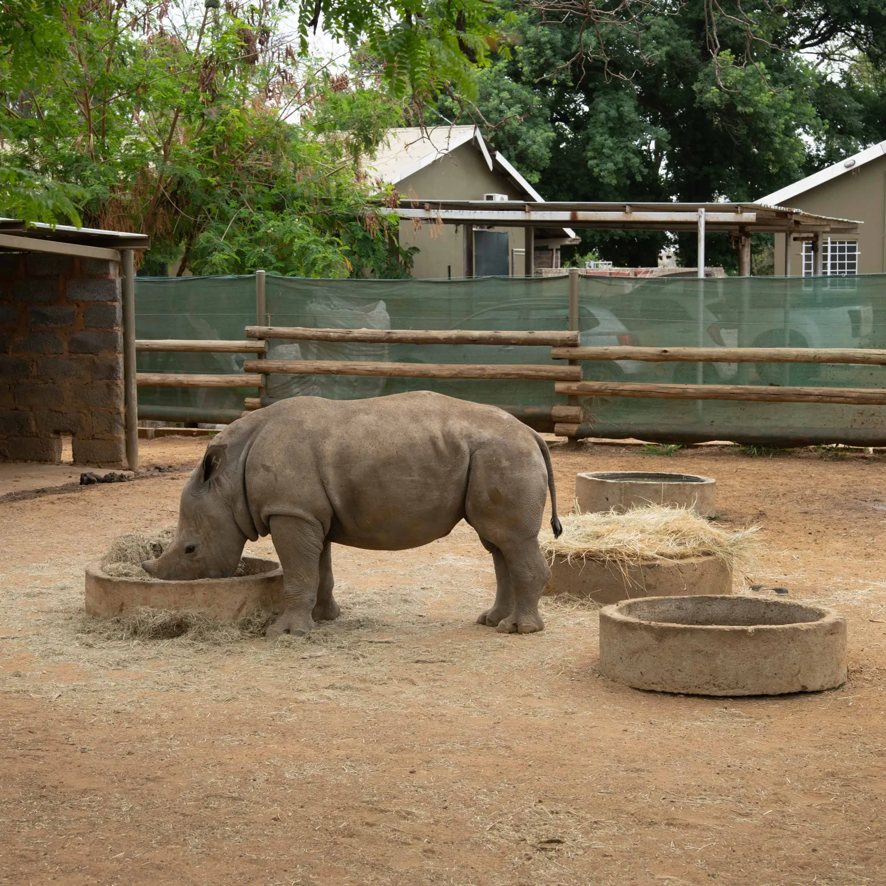 Rhino Rewild-1