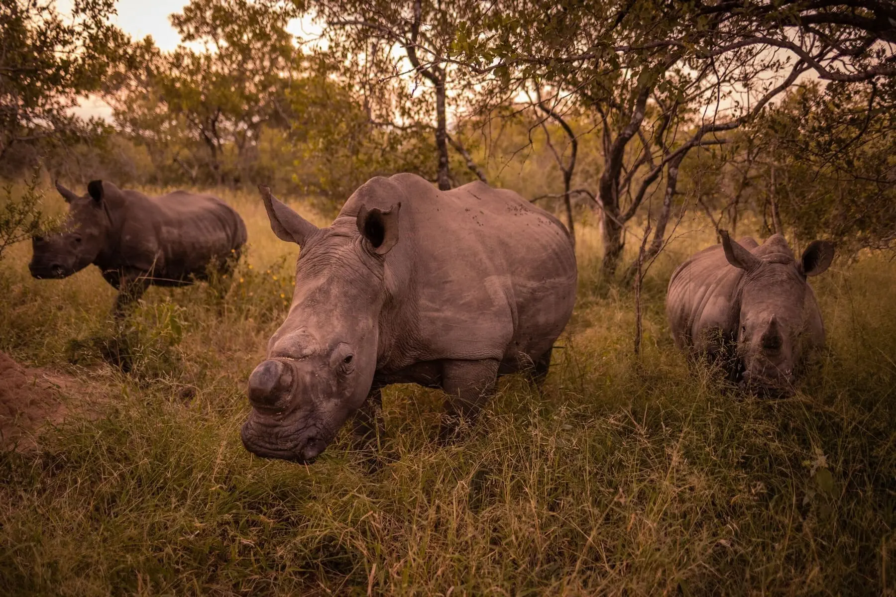 rhino_xx