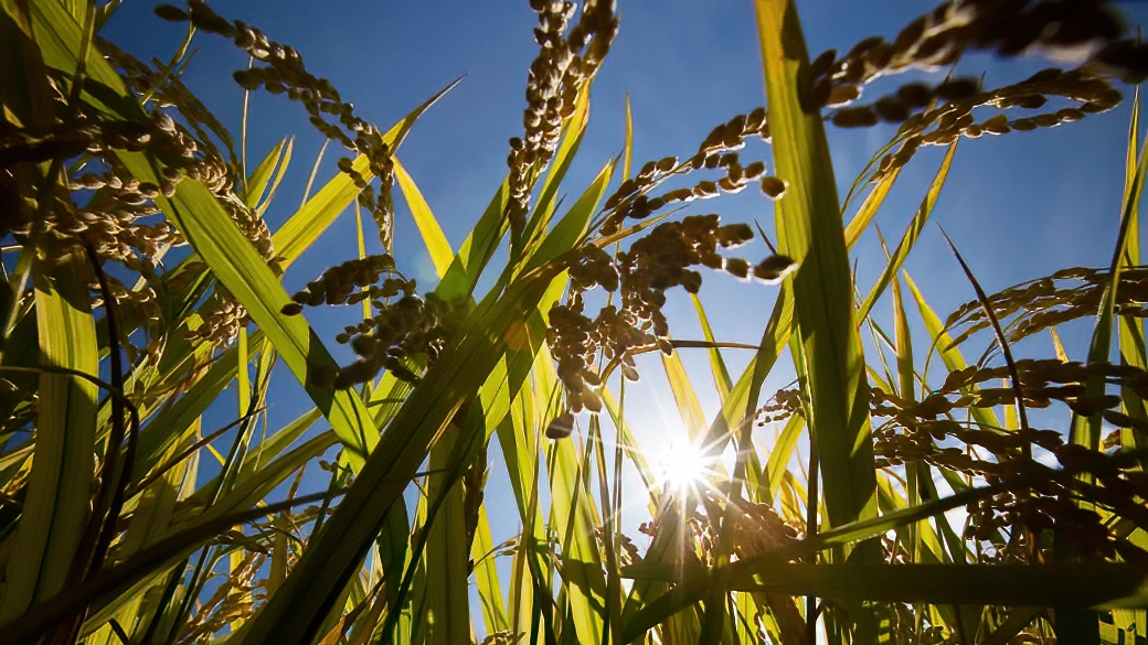 Biến đổi khí hậu đang tác động ra sao đến các cánh đồng lúa của Việt Nam