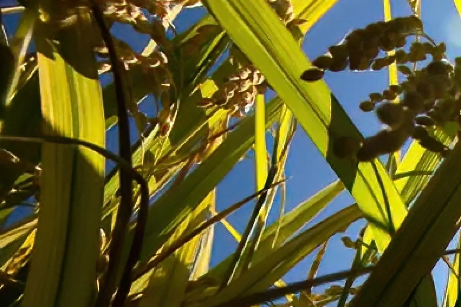 Biến đổi khí hậu đang tác động ra sao đến các cánh đồng lúa của Việt Nam