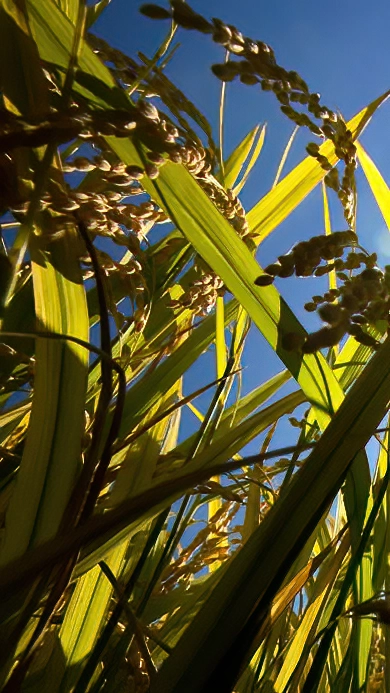 Biến đổi khí hậu đang tác động ra sao đến các cánh đồng lúa của Việt Nam