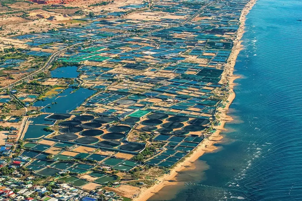 Ảnh chụp từ trên cao trại nuôi tôm phía trước Ninh Phước, Ninh Thuận. Hình ảnh: Shutterstock 