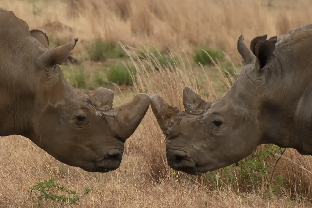 Đàn tê giác trắng miền Nam gặm cỏ tại dự án Rhino Rewild của tổ chức African Parks, ở khu vực tây nam Johannesburg. Hình ảnh: Jodi Bieber cho Bloomberg 