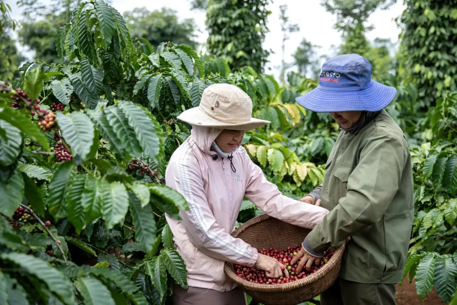 ECOM Agroindustrial muốn tăng gấp 5 lần số nông dân Việt Nam mua bảo hiểm thời tiết