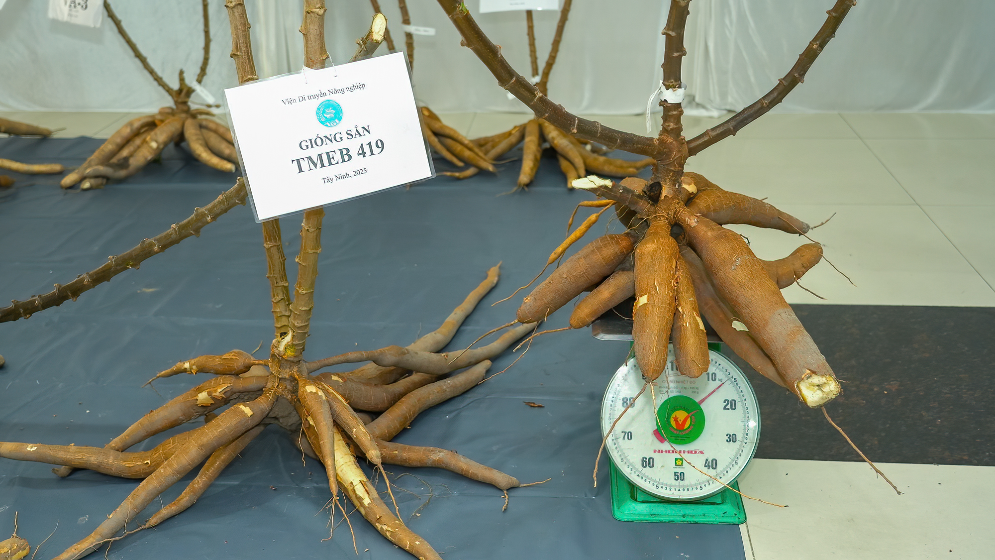 Thu hoạch sắn Tây Ninh 02_TTXVN