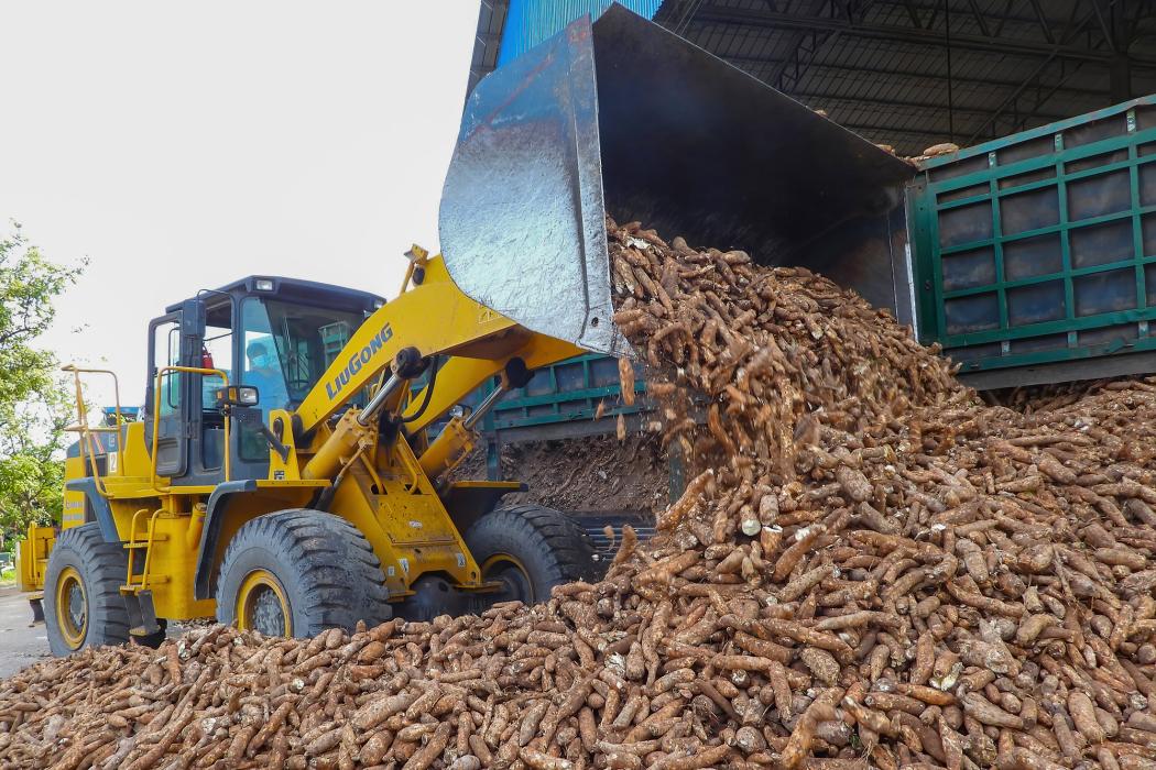 Hoạt động sản xuất tinh bột sắn tại xã Dương Minh Châu, tỉnh Tây Ninh. Hình ảnh: Minh Phú - TTXVN 