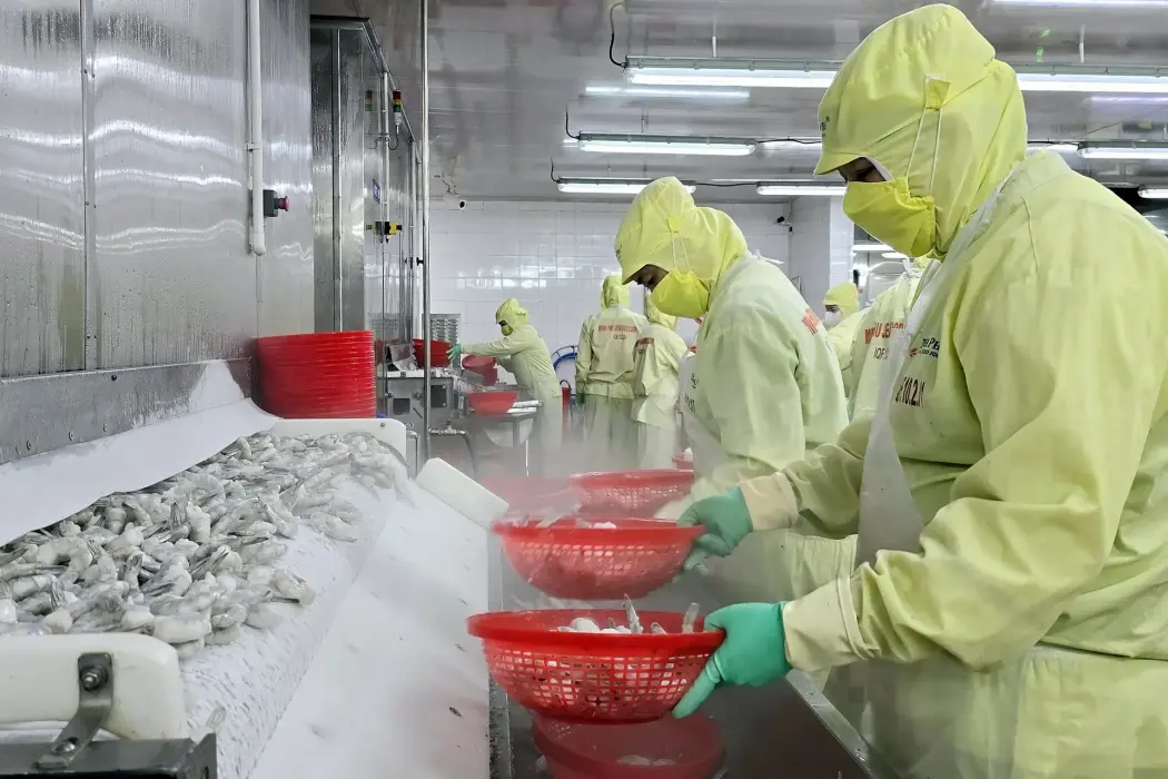 Chế biến mặt hàng tôm đông lạnh phục vụ xuất khẩu tại Công ty Minh Phú (Phường 8, thành phố Cà Mau, tỉnh Cà Mau). Hình ảnh: Kim Há - TTXVN 