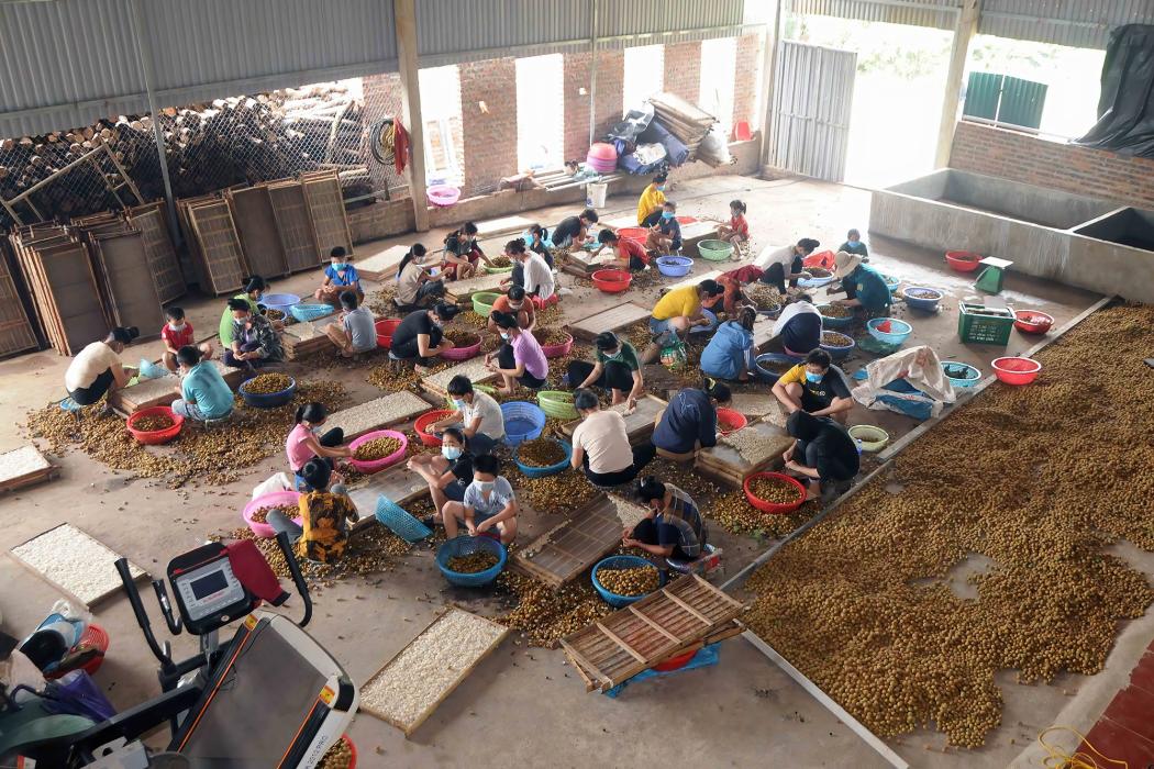 Nhãn Sông Mã – Sơn La vươn ra thị trường quốc tế. Hình ảnh: Quang Quyết-TTXVN 