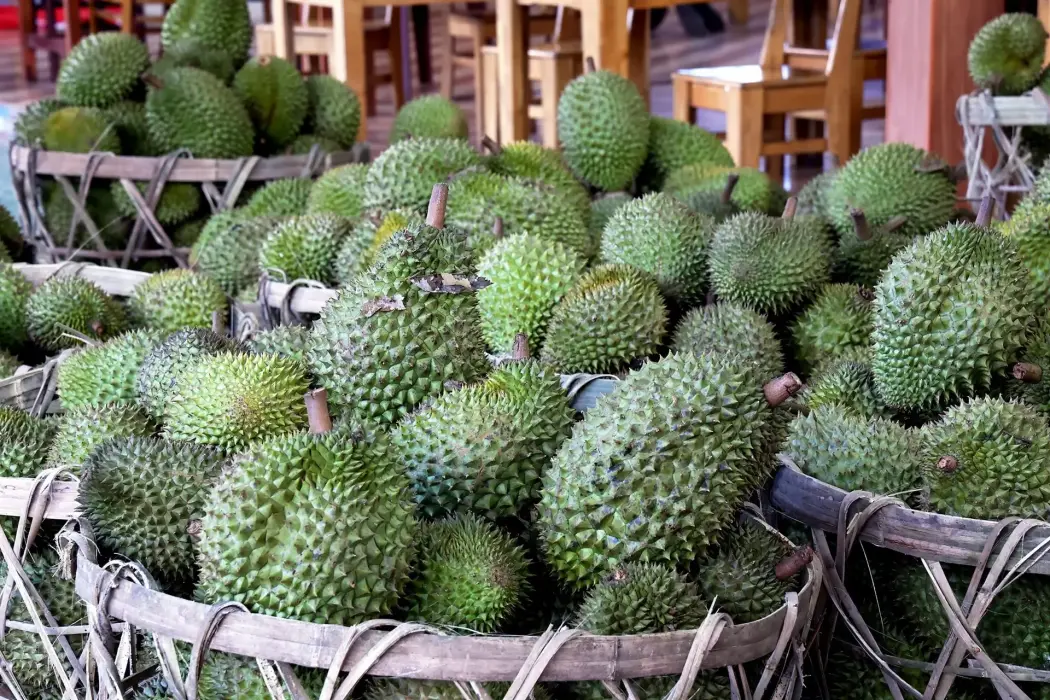 Sầu riêng tập kết tại một vựa sầu riêng ở xã Thống Nhất, tỉnh Đồng Nai. Hình ảnh: Hồng Đạt - TTXVN 