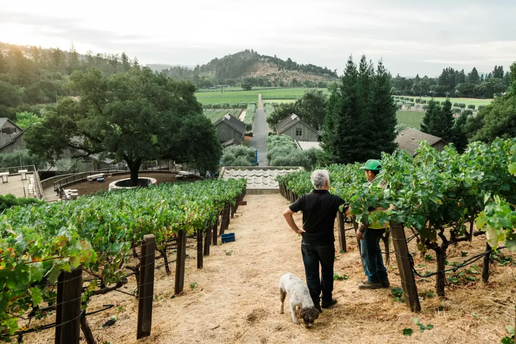 The Napa Valley Reserve trong buổi sáng thu hoạch. Nguồn: The Napa Valley Reserve 