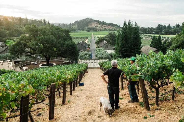 The Napa Valley Reserve trong buổi sáng thu hoạch. Nguồn: The Napa Valley Reserve